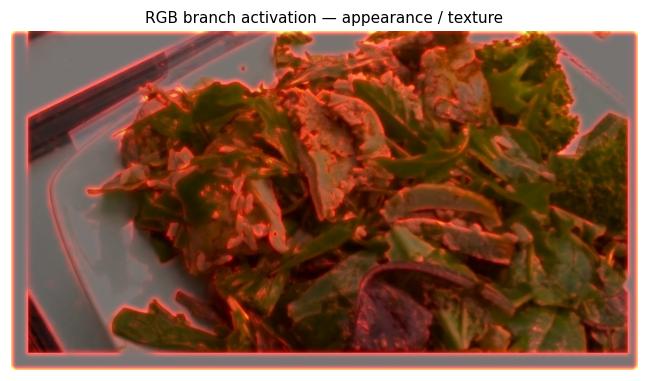 RGB branch activation overlay — texture, edges, colour